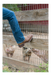 Laredo LODI LEATHER BOOT
