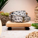 Marco Di Milano Domenico Belt Antique Newspaper