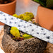Marco Di Milano Domenico Belt Antique Newspaper