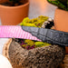 Marco Di Milano Moncalieri Belt Pink / Gray